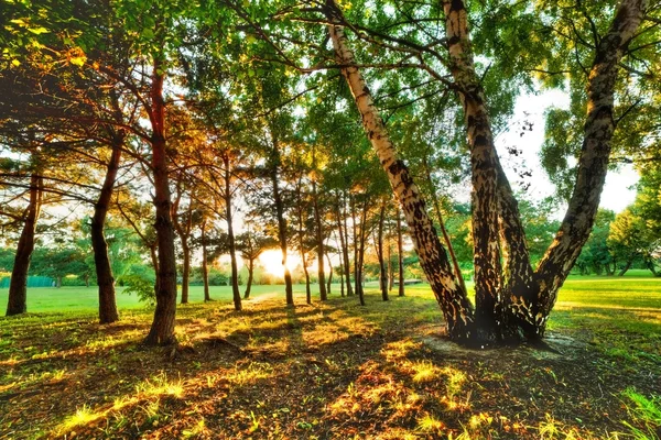 Verão atrasado, por do sol do outono em um parque — Fotografia de Stock
