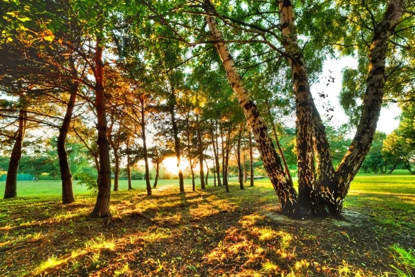 Fin de l'été, coucher de soleil d'automne dans un parc — Photo