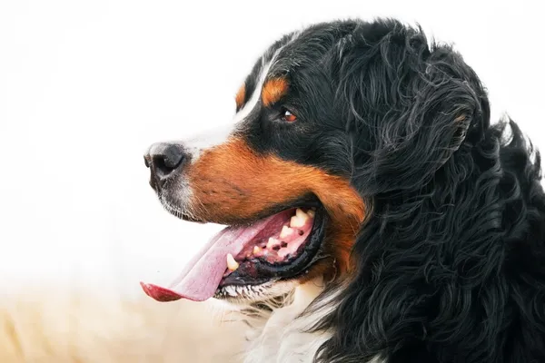 Retrato de perro de montaña bernés. Adulto, de raza pura —  Fotos de Stock