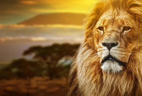 Potret singa di latar belakang Savana dan Gunung Kilimanjaro Stok Gambar