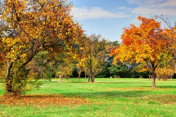 Herfst, herfst landschap in park — Stockfoto