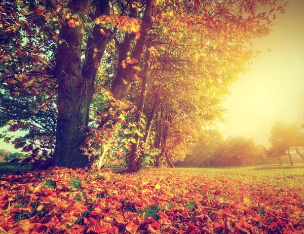 Autumn, fall landscape in park — Stock Photo, Image