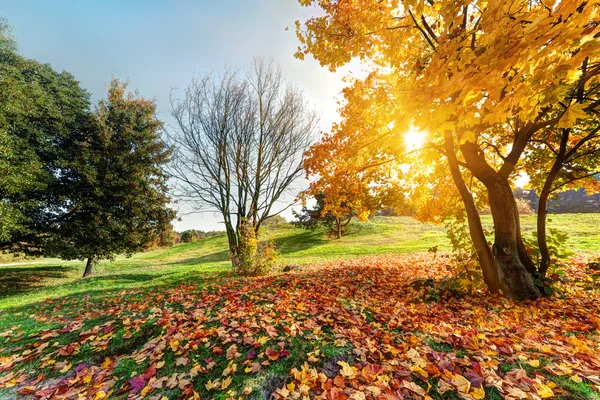 Outono, queda paisagem no parque — Fotografia de Stock