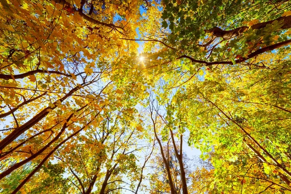Otoño, árboles caídos. Sol brillando a través de hojas coloridas —  Fotos de Stock