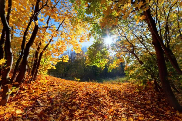 Herfst, herfst landschap in bos — Stockfoto