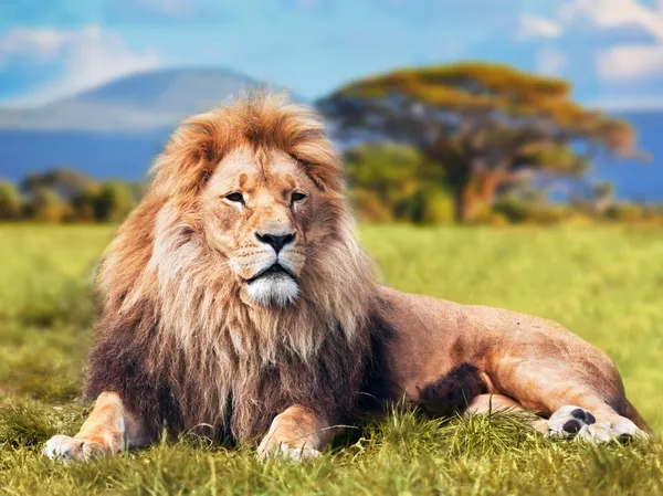 Gros lion allongé sur de l'herbe de savane — Photo