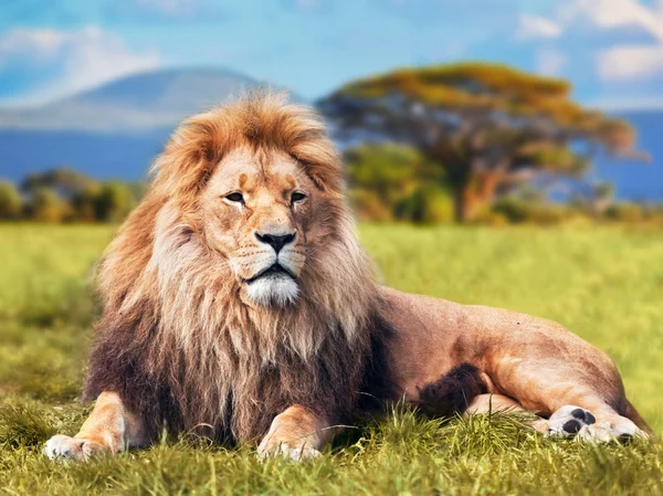 Великий лев лежить на траві савани Ліцензійні Стокові Фото