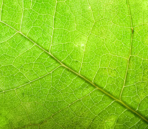 Green leaf background, close-up. — Stock Photo, Image