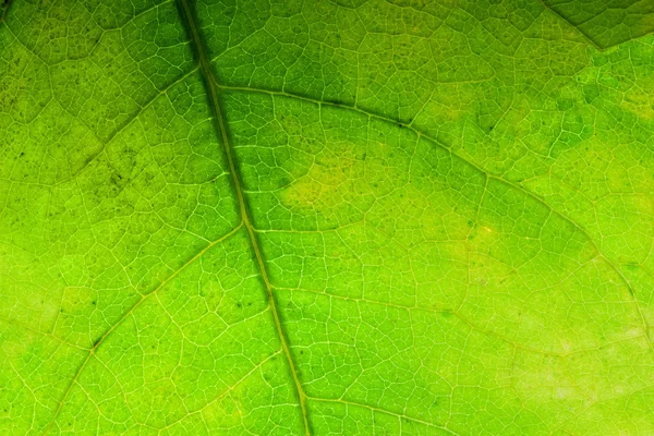 Green leaf background, close-up. — Stock Photo, Image