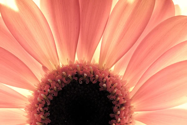 Blomst på nært hold, sollys bakfra – stockfoto