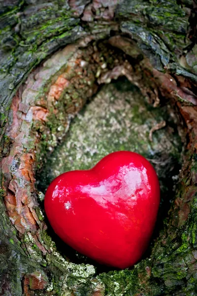 Rotes Herz in einer Baumhöhle. romantisches Symbol der Liebe — Stockfoto