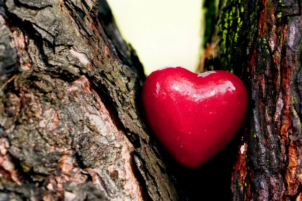 Coração vermelho num tronco de árvore. Símbolo romântico do amor — Fotografia de Stock