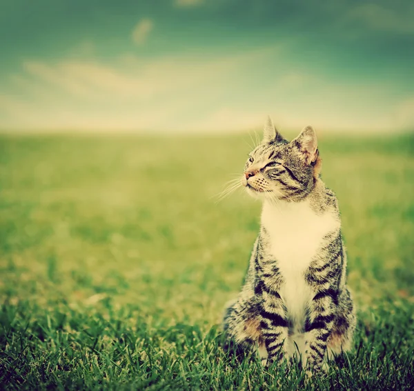 Gato sentado na grama verde — Fotografia de Stock