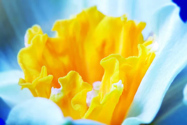 Makró képet a tavaszi virág, Timor-pirosszárnyú, nárcisz. — Stock Fotó