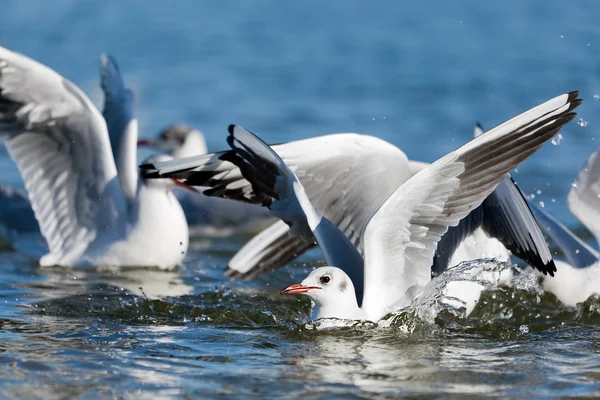 Gabbiani che giocano in mare, decollano, galleggiano — Foto Stock