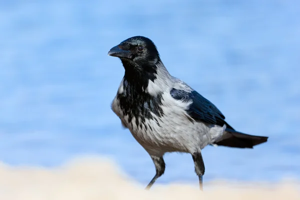 Ворона на пляже — стоковое фото
