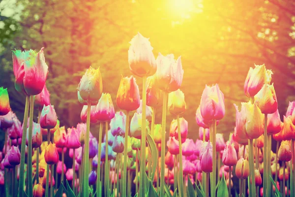 Tulipani in un parco — Foto Stock