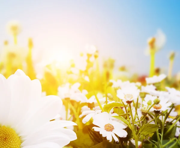 Spring field with flowers — Stock Photo, Image