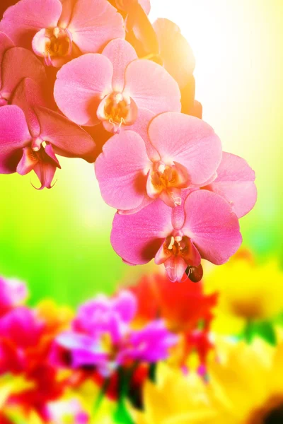 Orchidee Blumen, Natur Hintergrund — Stockfoto