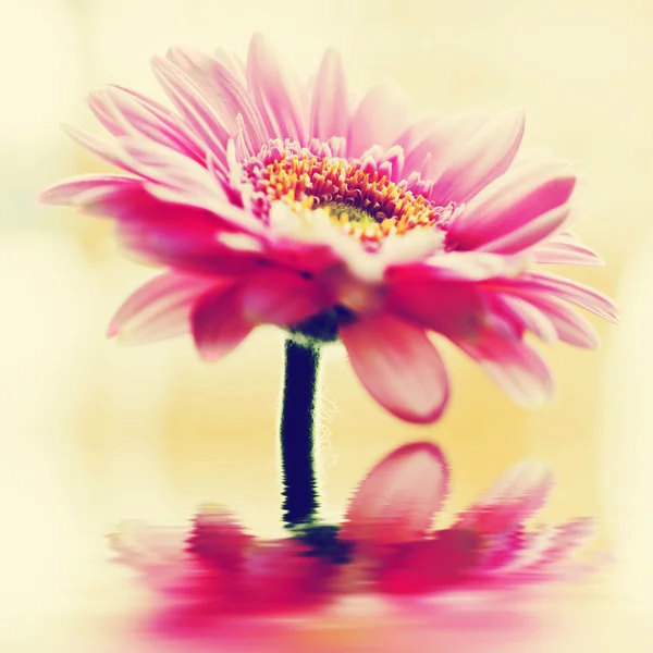 Jarní květina v retro stylu — Stock fotografie