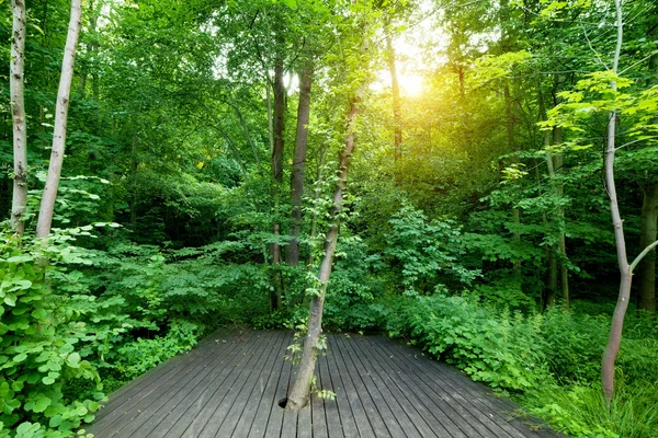 Piso de madeira na floresta . — Fotografia de Stock