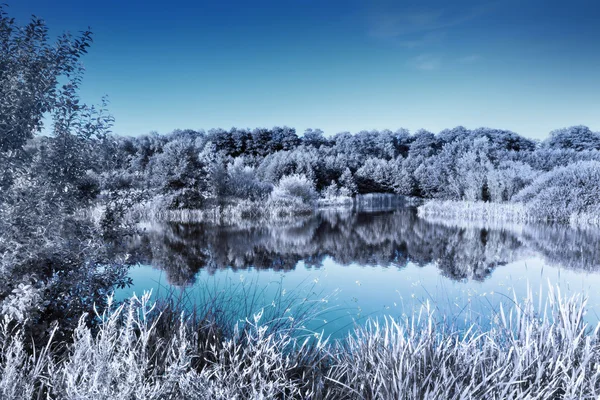 Clear lake in una foresta. — 图库照片