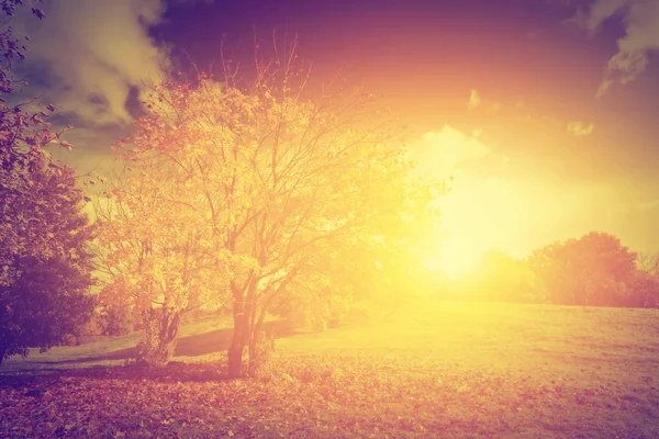 Солнце светит сквозь листья — стоковое фото