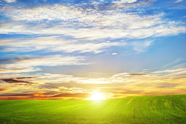 Green grass landscape at sunset — Stock Photo, Image