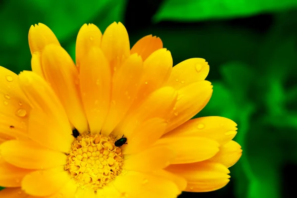 Flor Gerbera con dos pequeños insectos negros — Foto de Stock