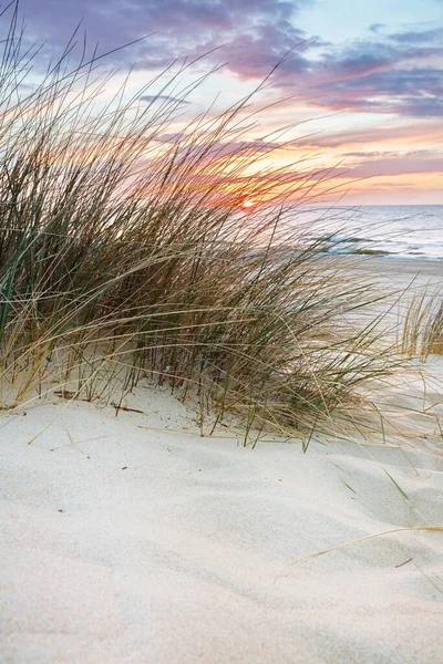 Beach grass on dune, Baltic sea at sunset. Calm landscape