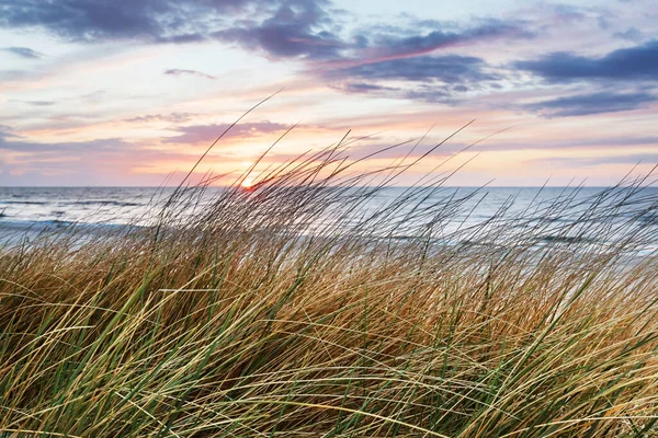 砂丘のビーチグラス 日没のバルト海 穏やかな風景 — ストック写真