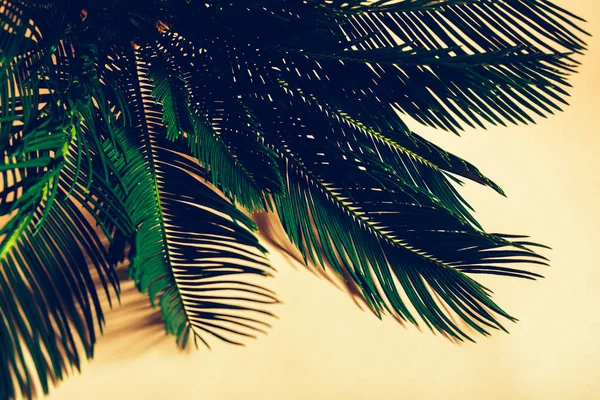 Palmblätter Auf Gelbem Hintergrund Cycas Revoluta — Stockfoto