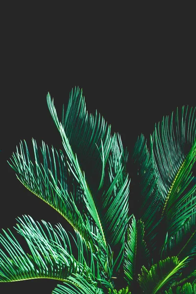 Avuç Içi Yaprakları Siyah Arka Planda Cycas Revoluta Bitkisi — Stok fotoğraf