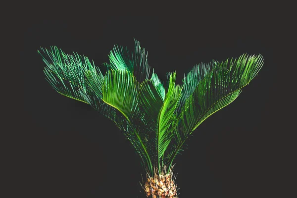 棕榈叶长在黑色背景上 Cycas Revolution Plant — 图库照片