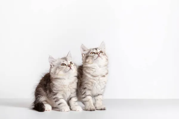 Gatos Siberianos Dois Gatinhos Fundo Branco Olhando Para Cima Puro — Fotografia de Stock