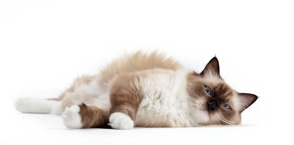 拉布娃娃猫 白色背景的小猫咪肖像 家养宠物 — 图库照片