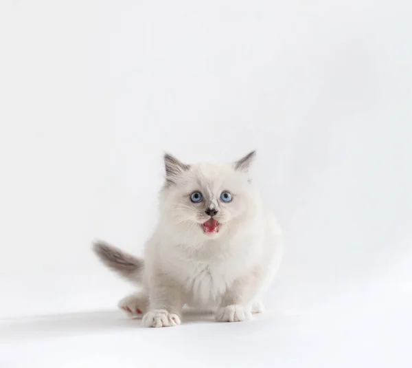 Ragdoll Katt Kattunge Jamande Porträtt Vit Bakgrund Stamdjur — Stockfoto