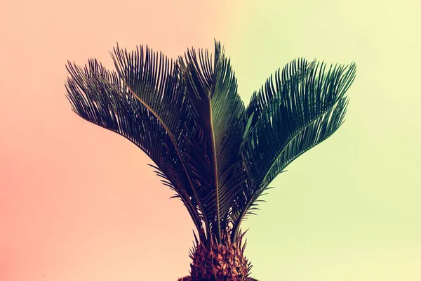 Palm Levelek Vintage Stílusú Színes Háttér Cycas Revoluta Üzem — Stock Fotó