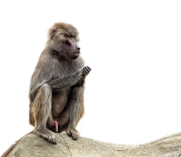 Makak Maymun Beyaz Arkaplanda Izole Edildi — Stok fotoğraf