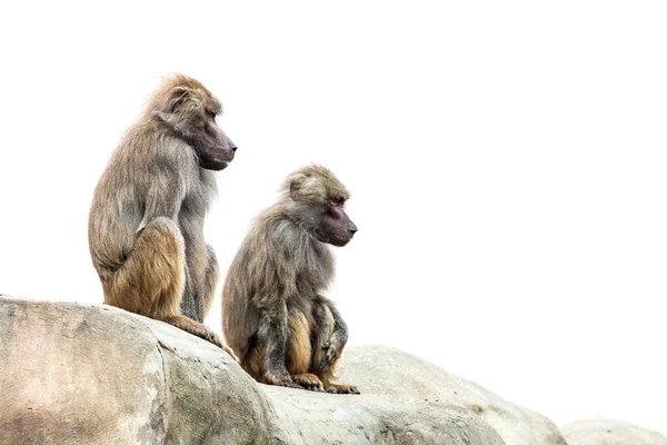 Macaque Monkey Eating Isolated White Background — Stock Photo, Image