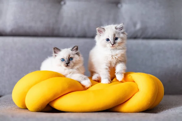 Två Ragdoll Katter Små Kattungar Porträtt Rolig Knut Kudde Hemma — Stockfoto