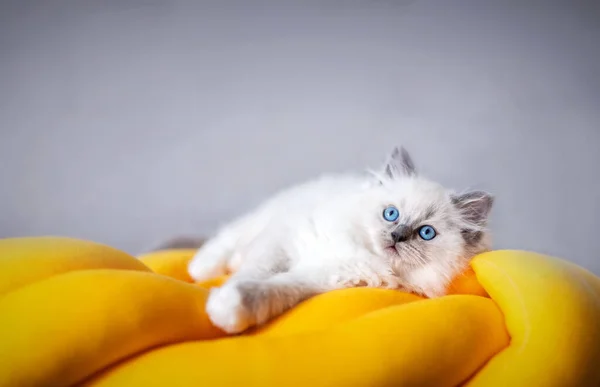 Ragdoll Kočka Malé Kotě Portrét Legrační Uzel Polštář — Stock fotografie