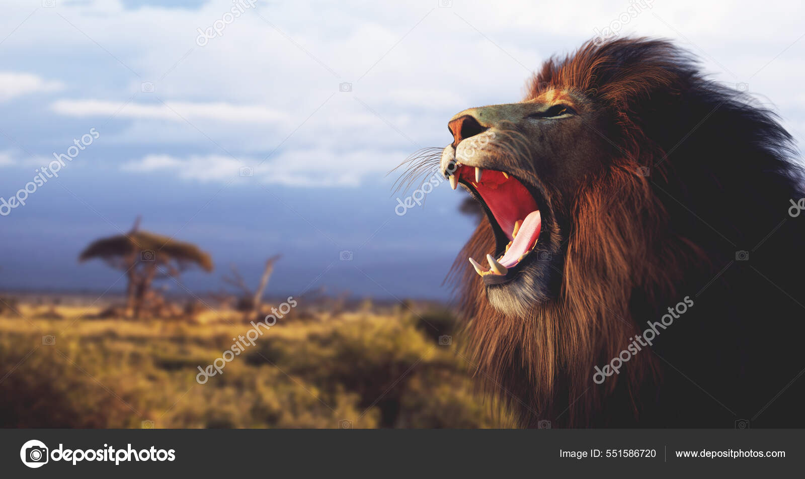 Лев Ревет Африканскую Саванну Иллюстрация Стоковое Фото ©Photocreo.