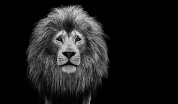 Lejonporträtt Svart Svart Och Vitt Illustration — Stockfoto