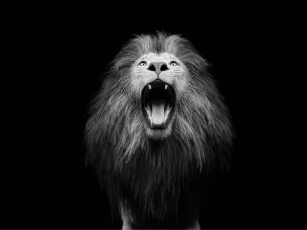 Lion Roaring Portrait Black Illustration — Stockfoto