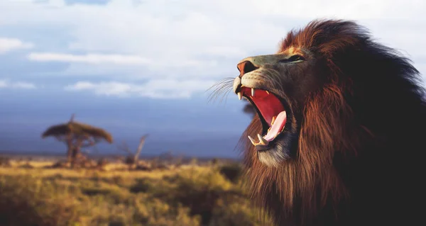 Leão Rugindo Savana Africana Ilustração — Fotografia de Stock