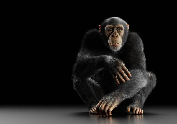 Chimpanzé Macaco Sentado Retrato Fundo Preto — Fotografia de Stock