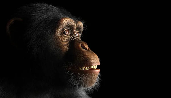 Chimpansee Aap Gezicht Portret Zwarte Achtergrond — Stockfoto