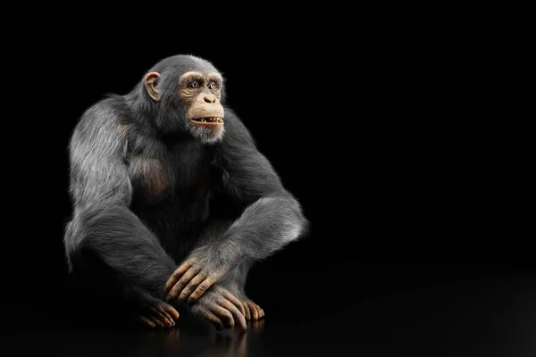 Πορτραίτο Πιθήκου Χιμπατζή Μαύρο Φόντο — Φωτογραφία Αρχείου