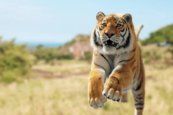 Tigre Correr Atacar Campo — Fotografia de Stock